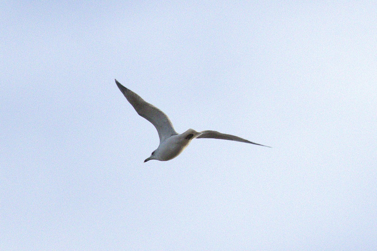 Ring-billed Gull - ML645924236