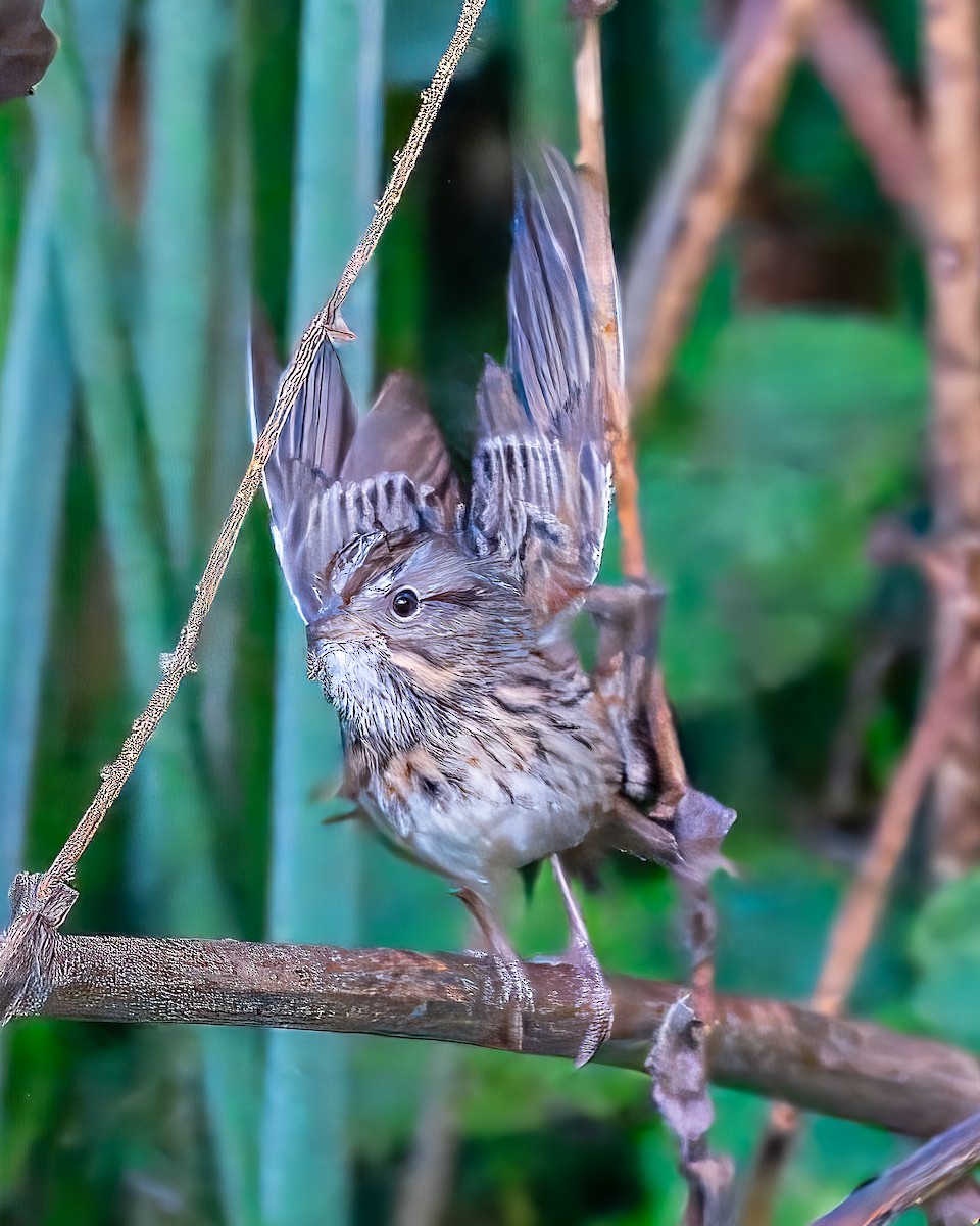 strnadec pruhohlavý - ML645924241