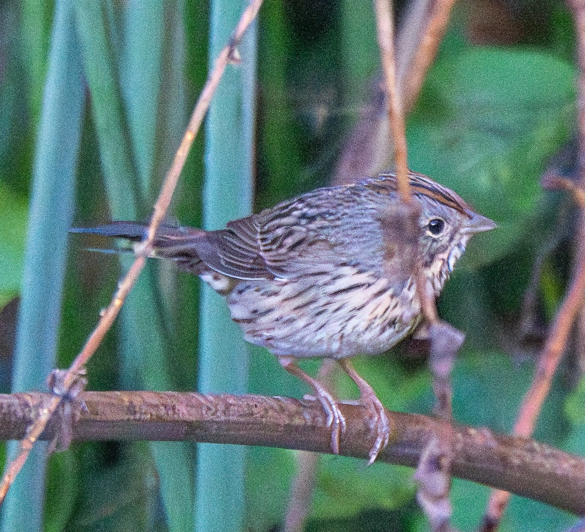 strnadec pruhohlavý - ML645924242