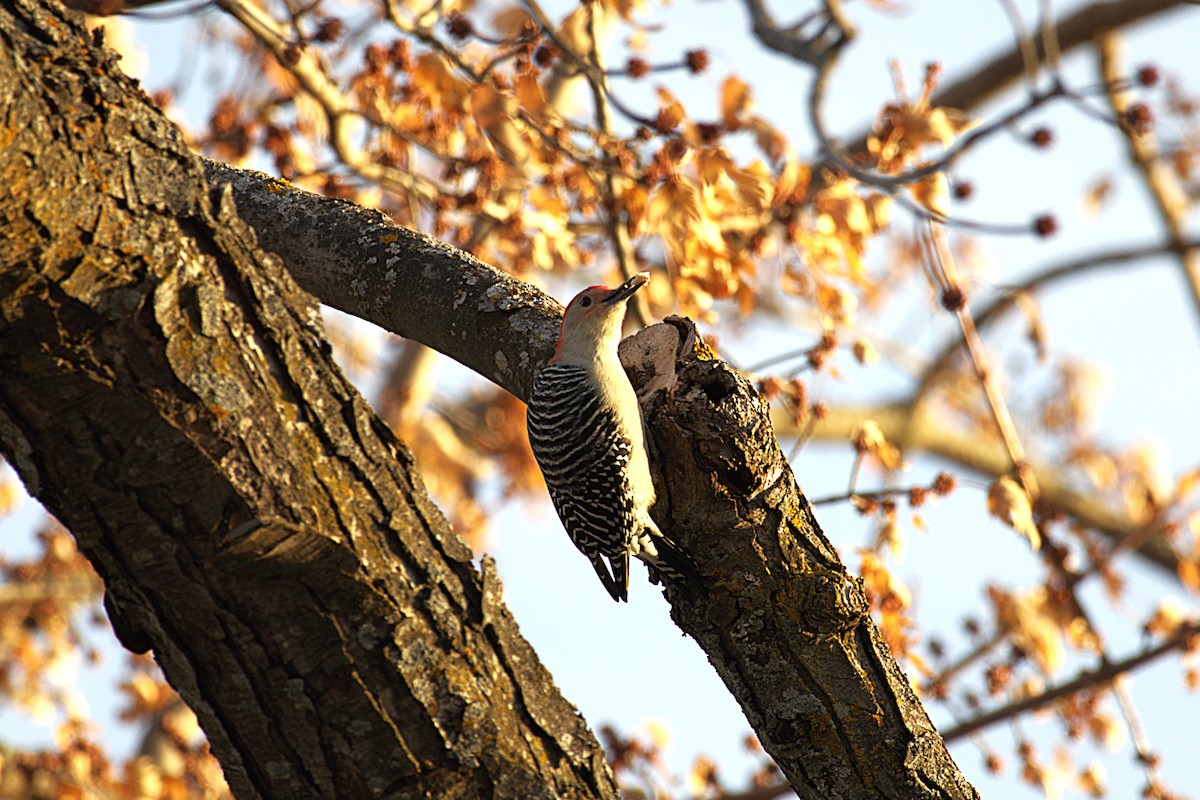 Carolinaspecht - ML645924247