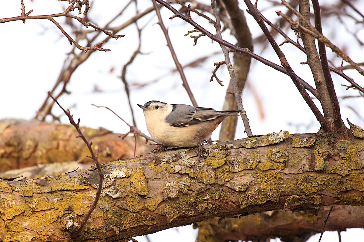 White-breasted Nuthatch - ML645924254