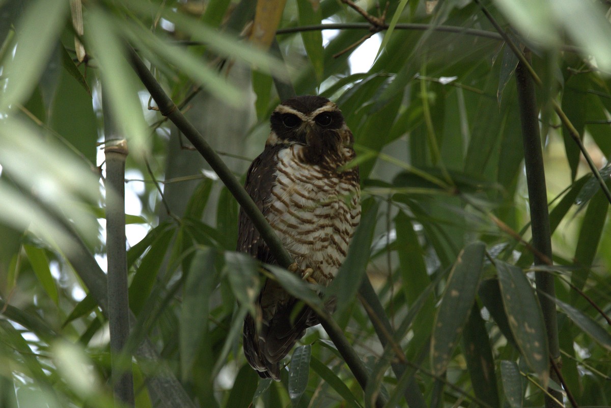 Band-bellied Owl - ML645924255