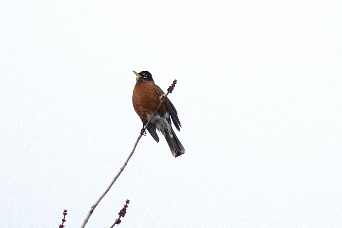 American Robin - ML645924261