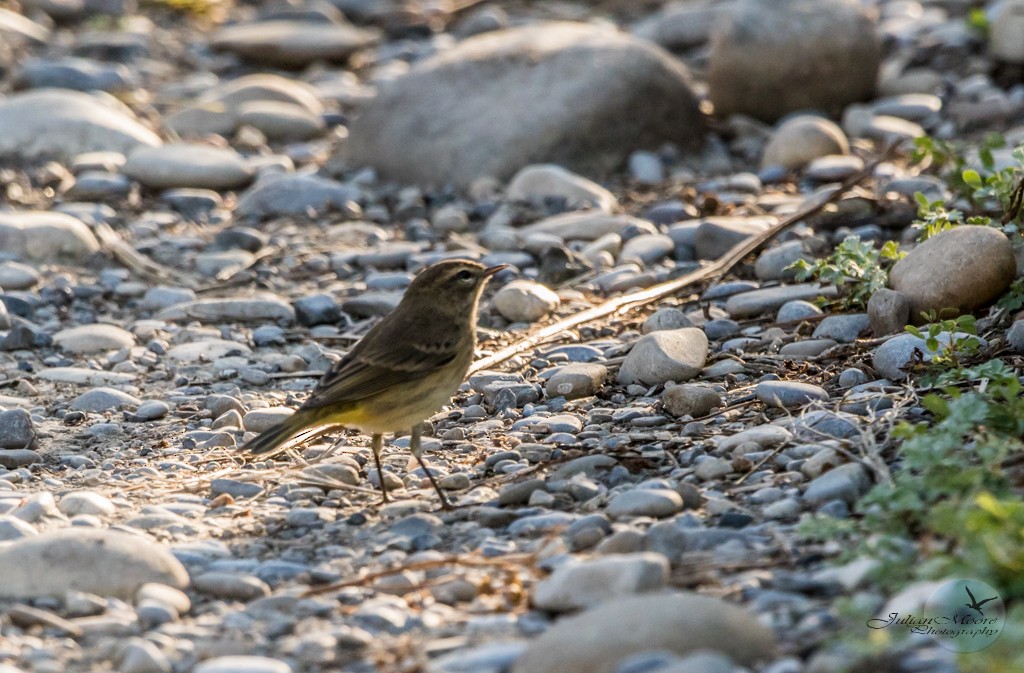 Palm Warbler - ML645924262