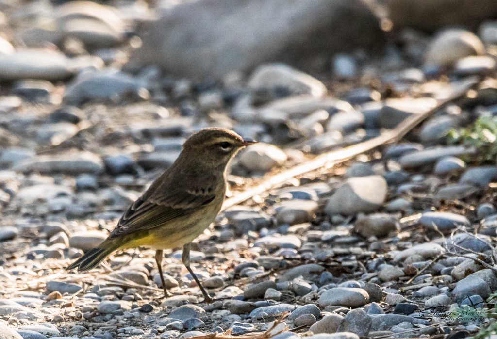 Palm Warbler - ML645924263