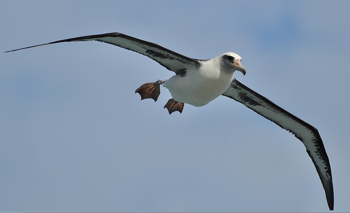 Laysan Albatross - ML645924264