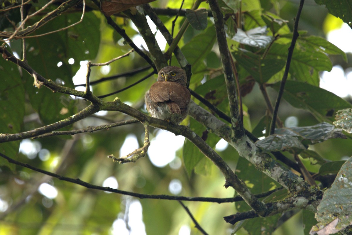 Ferruginous Pygmy-Owl - ML645924272