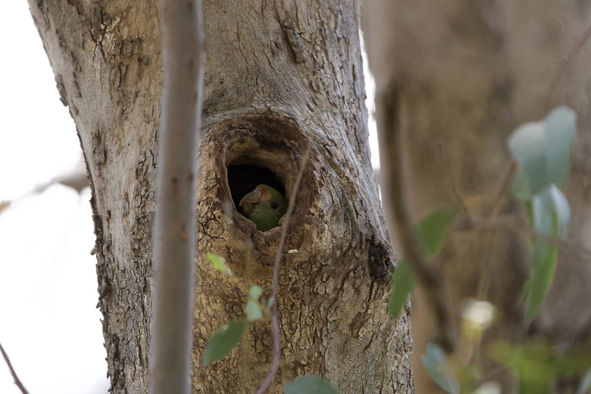 Red-capped Parrot - ML645924282