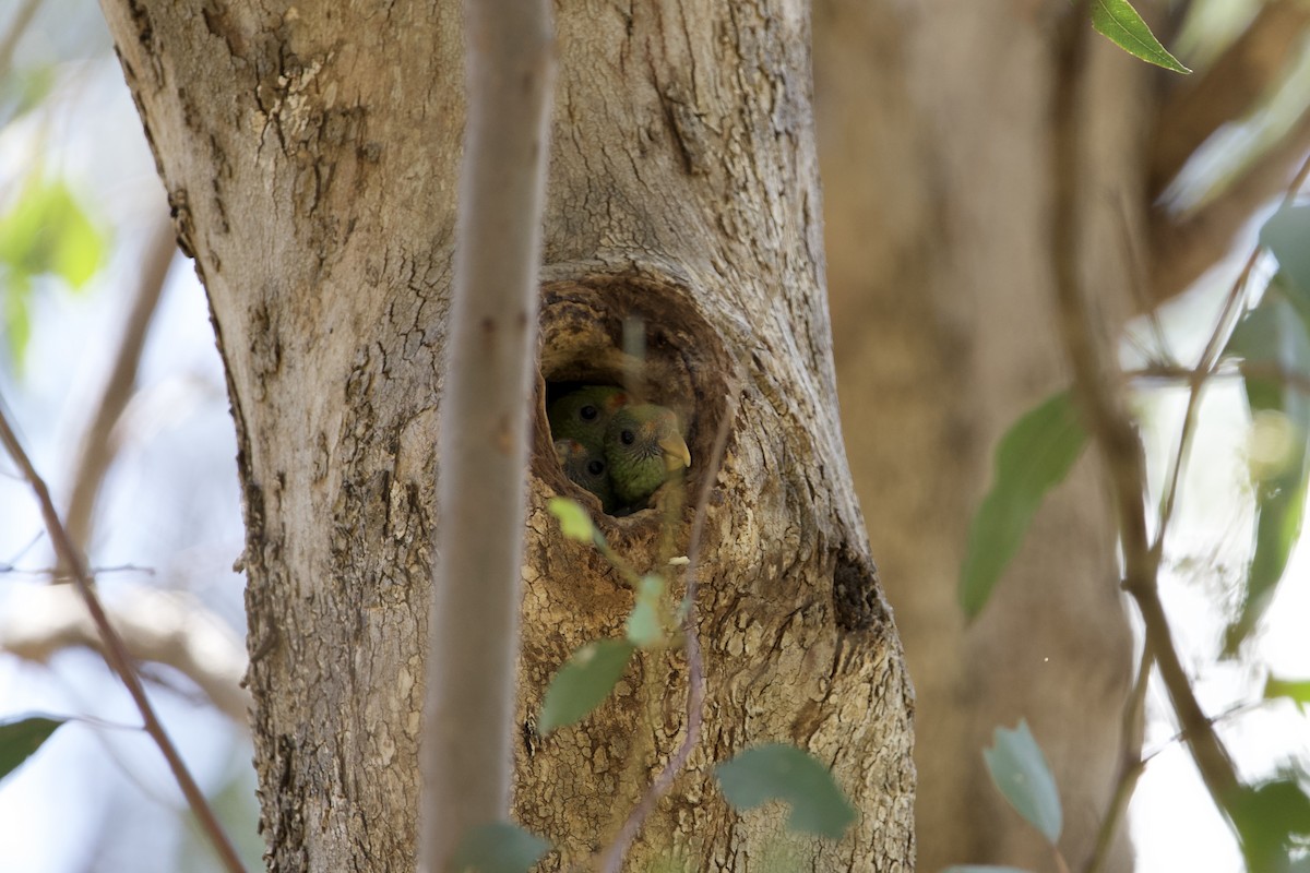 Red-capped Parrot - ML645924283