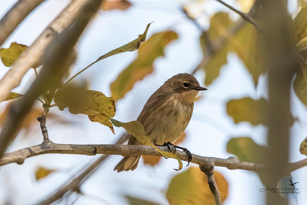 Yellow-rumped Warbler - ML645924286