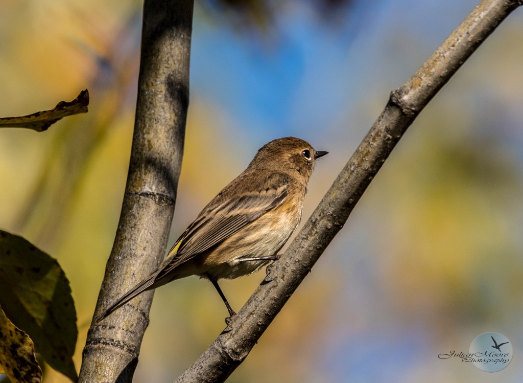 Yellow-rumped Warbler - ML645924287