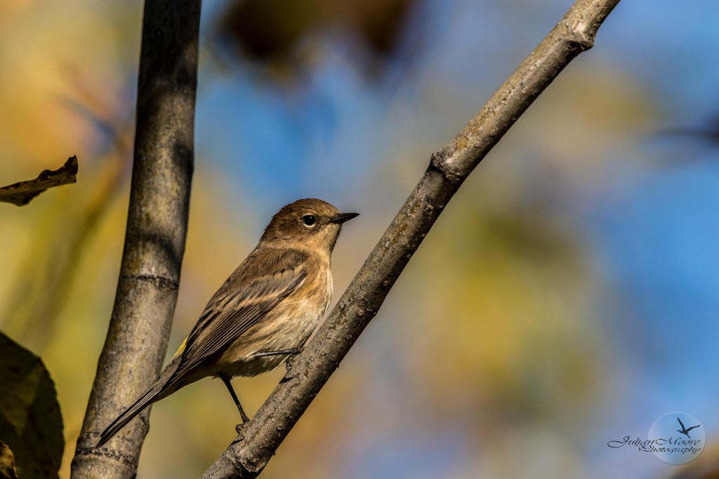 Yellow-rumped Warbler - ML645924288