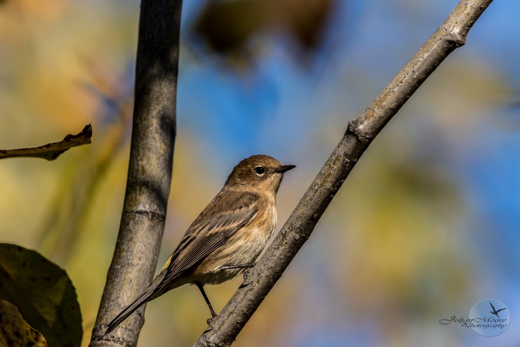 Yellow-rumped Warbler - ML645924289