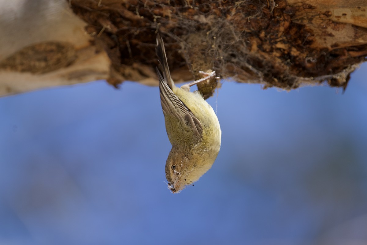 Weebill - ML645924291