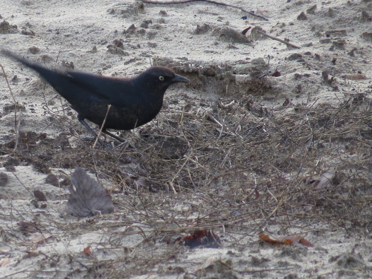Rusty Blackbird - ML645924294