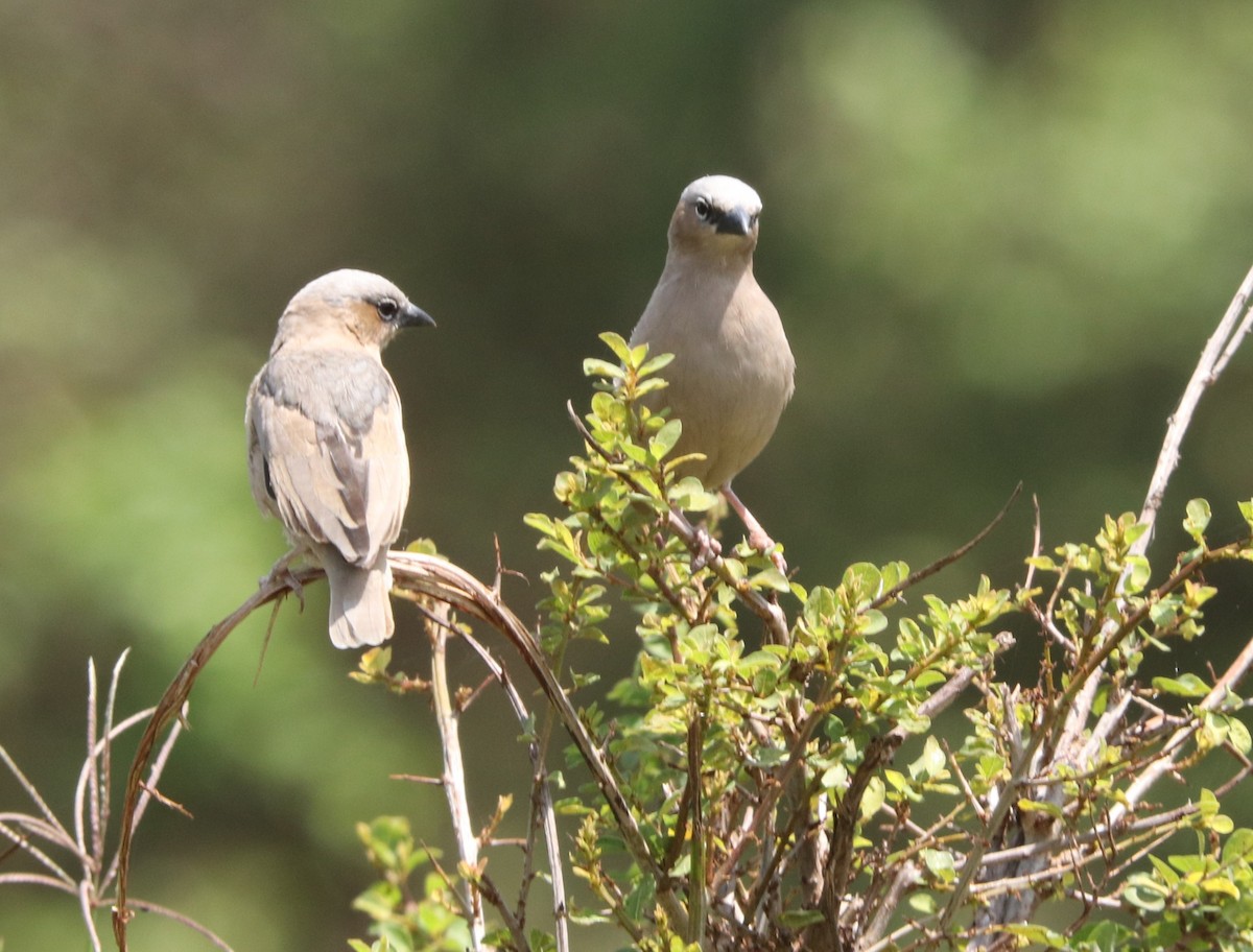 Gray-capped Social-Weaver - ML645924296