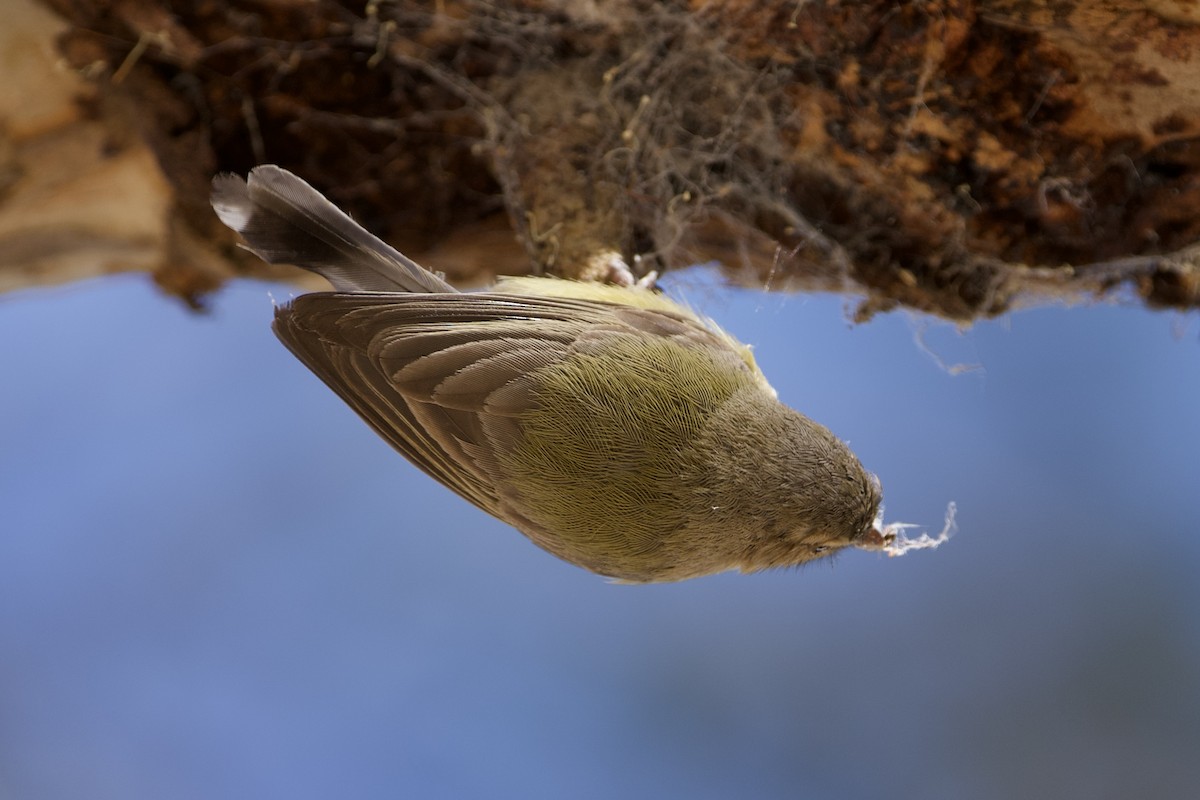 Weebill - ML645924297