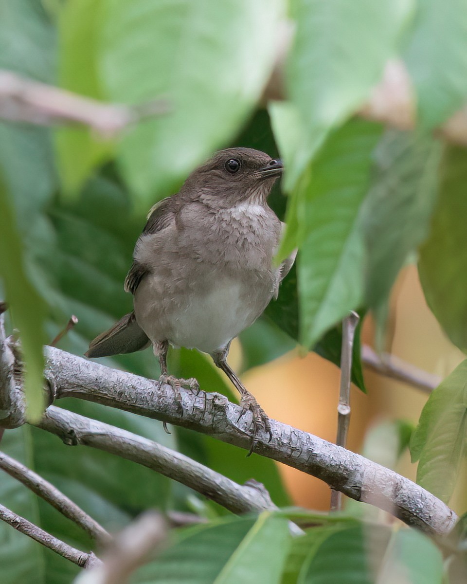 Дрізд чорнодзьобий - ML645924303
