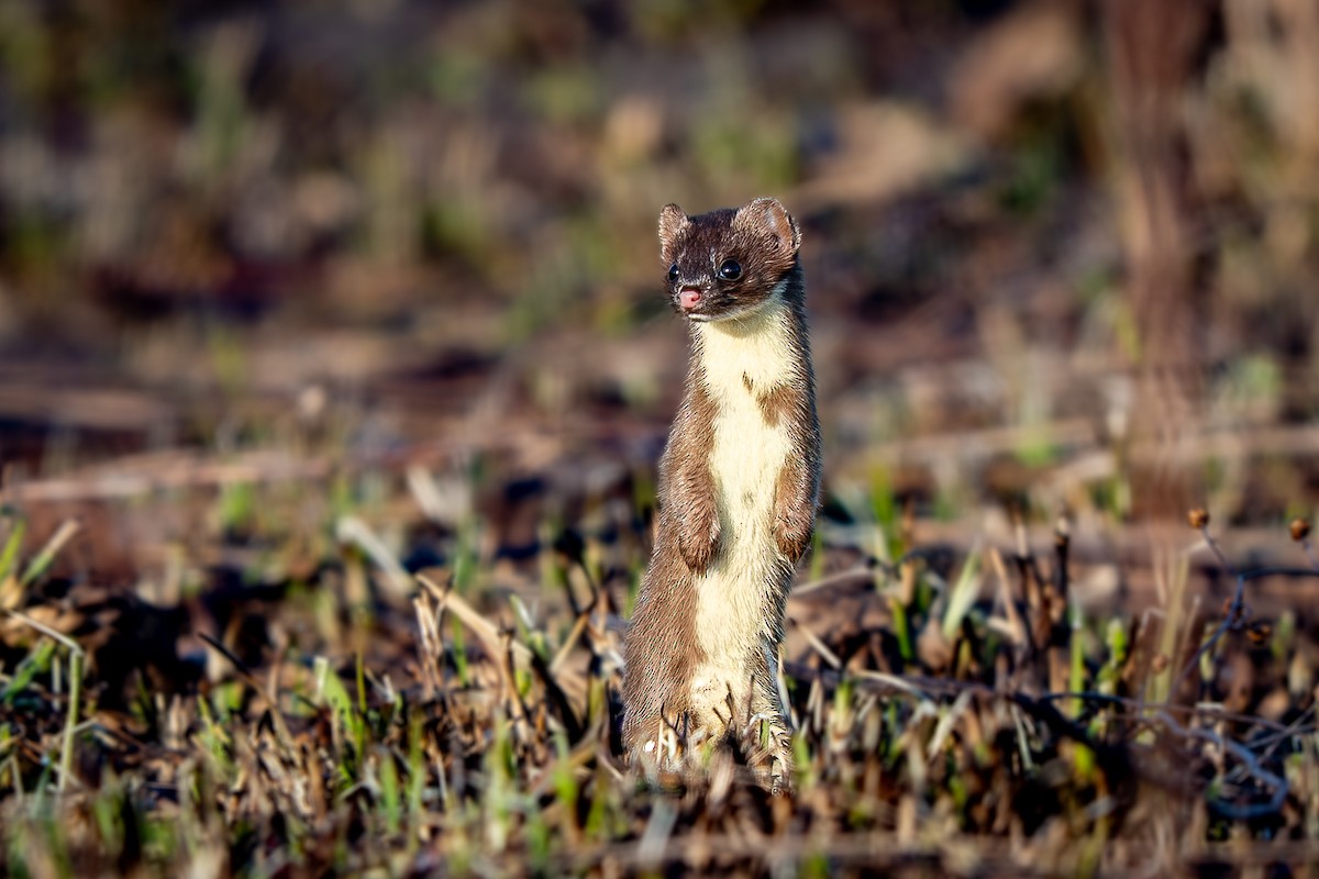 Long-tailed Weasel - ML645924304