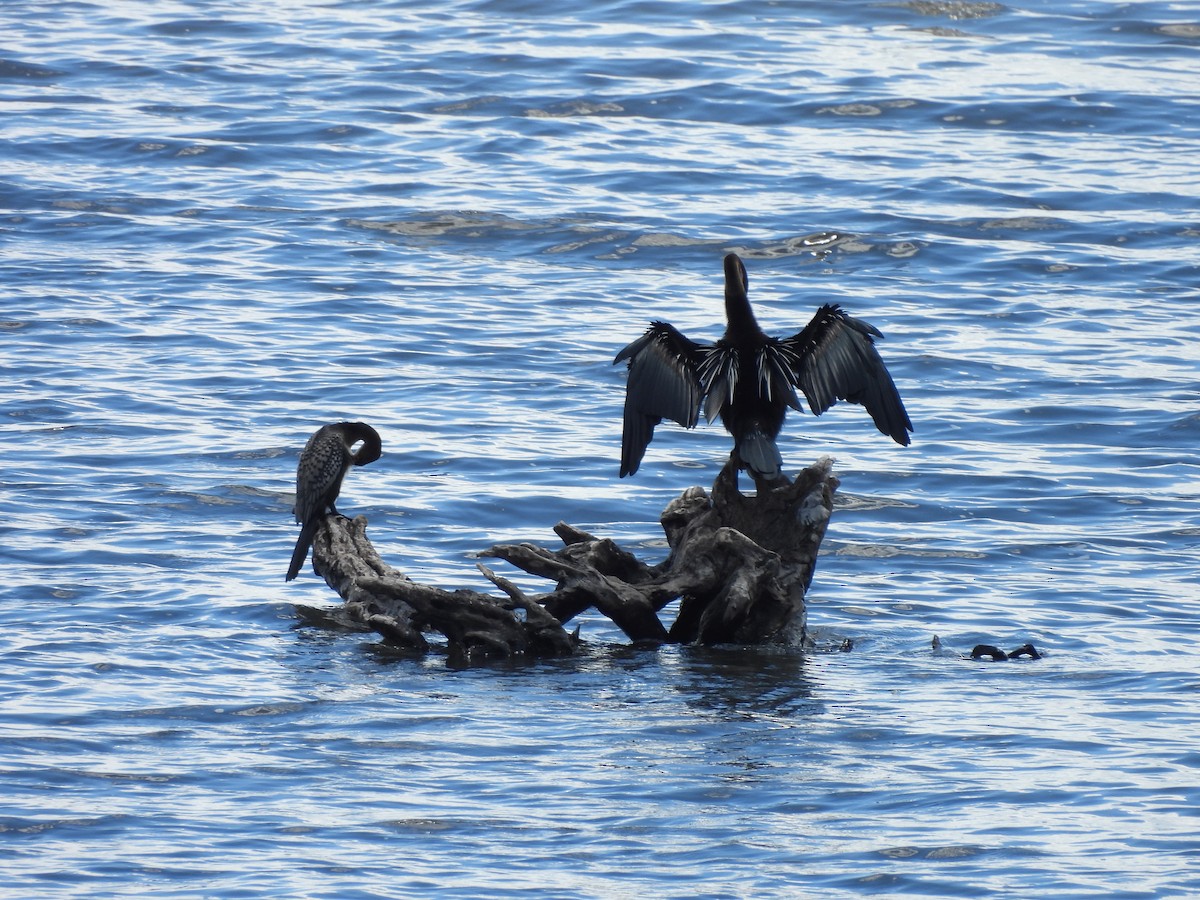 Змієшийка африканська - ML645924306