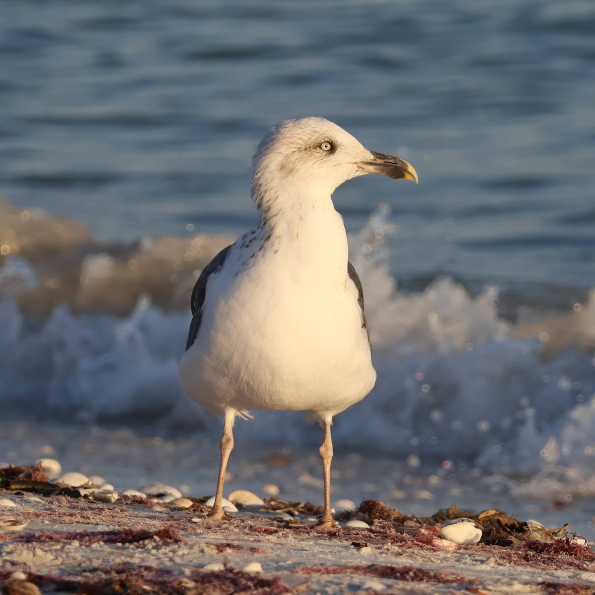 Мартин чорнокрилий - ML645924308