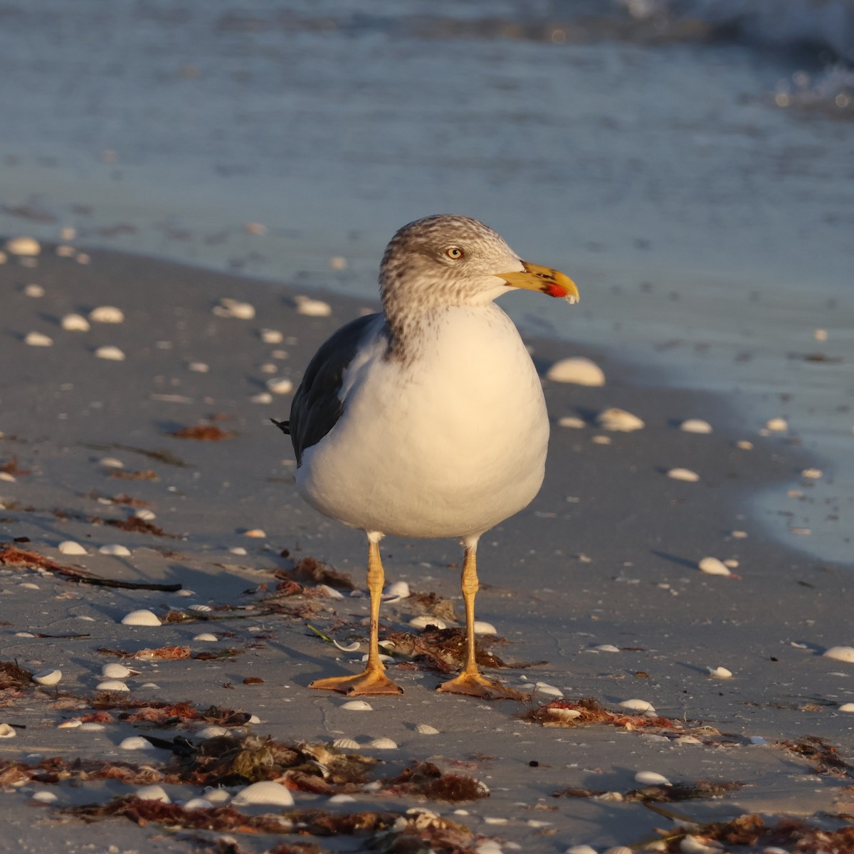 Мартин чорнокрилий - ML645924309