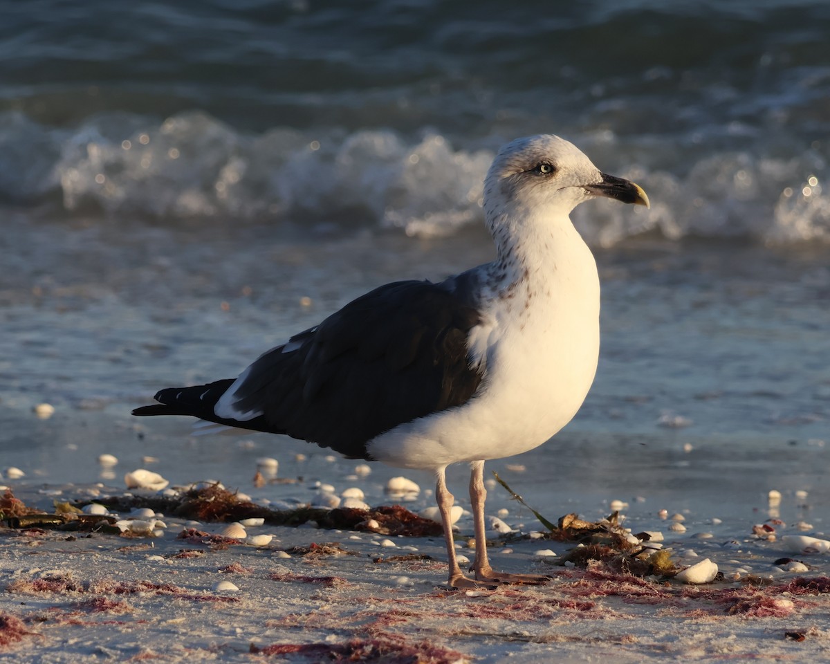 Мартин чорнокрилий - ML645924310