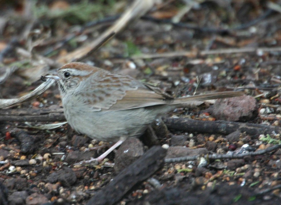 Пінсон рудоголовий - ML645924312