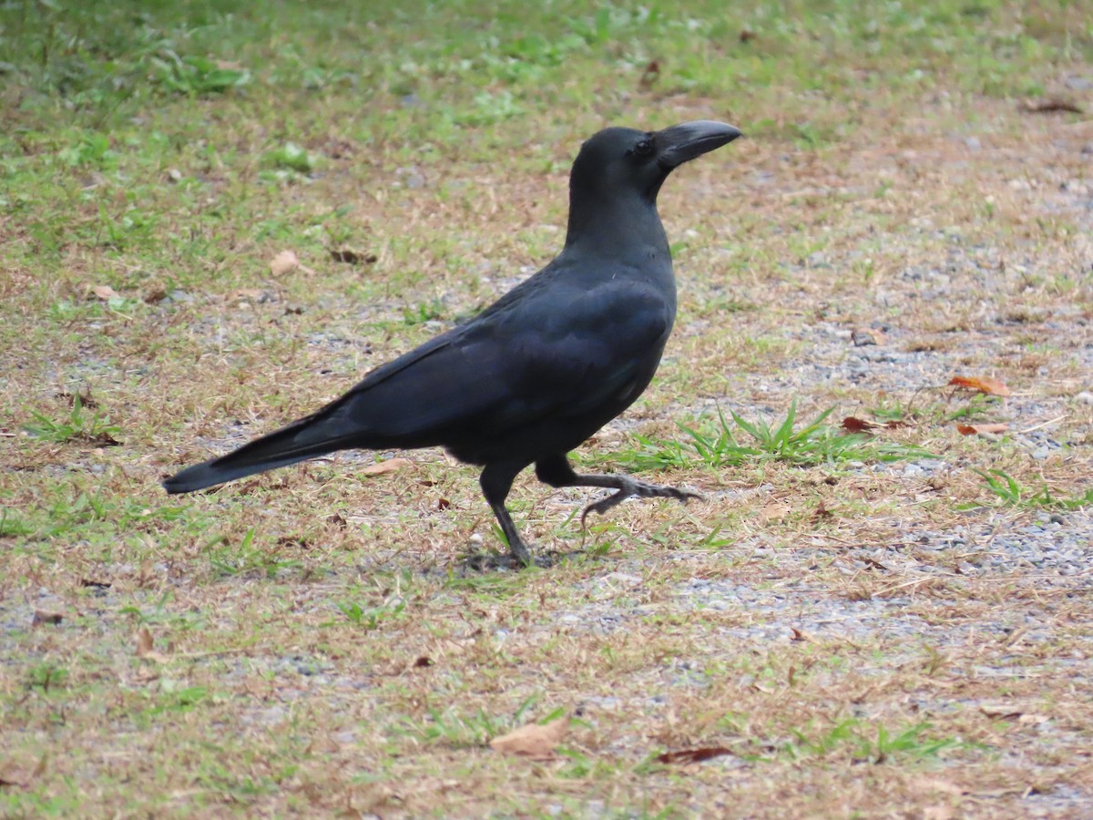 Ворона великодзьоба - ML645924313