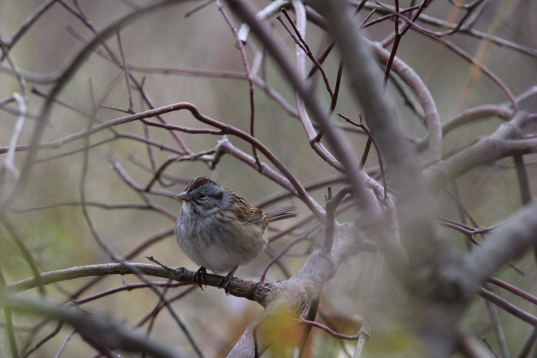 Пасовка болотяна - ML645924315