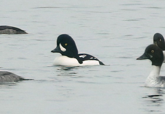 Barrow's Goldeneye - ML645924316