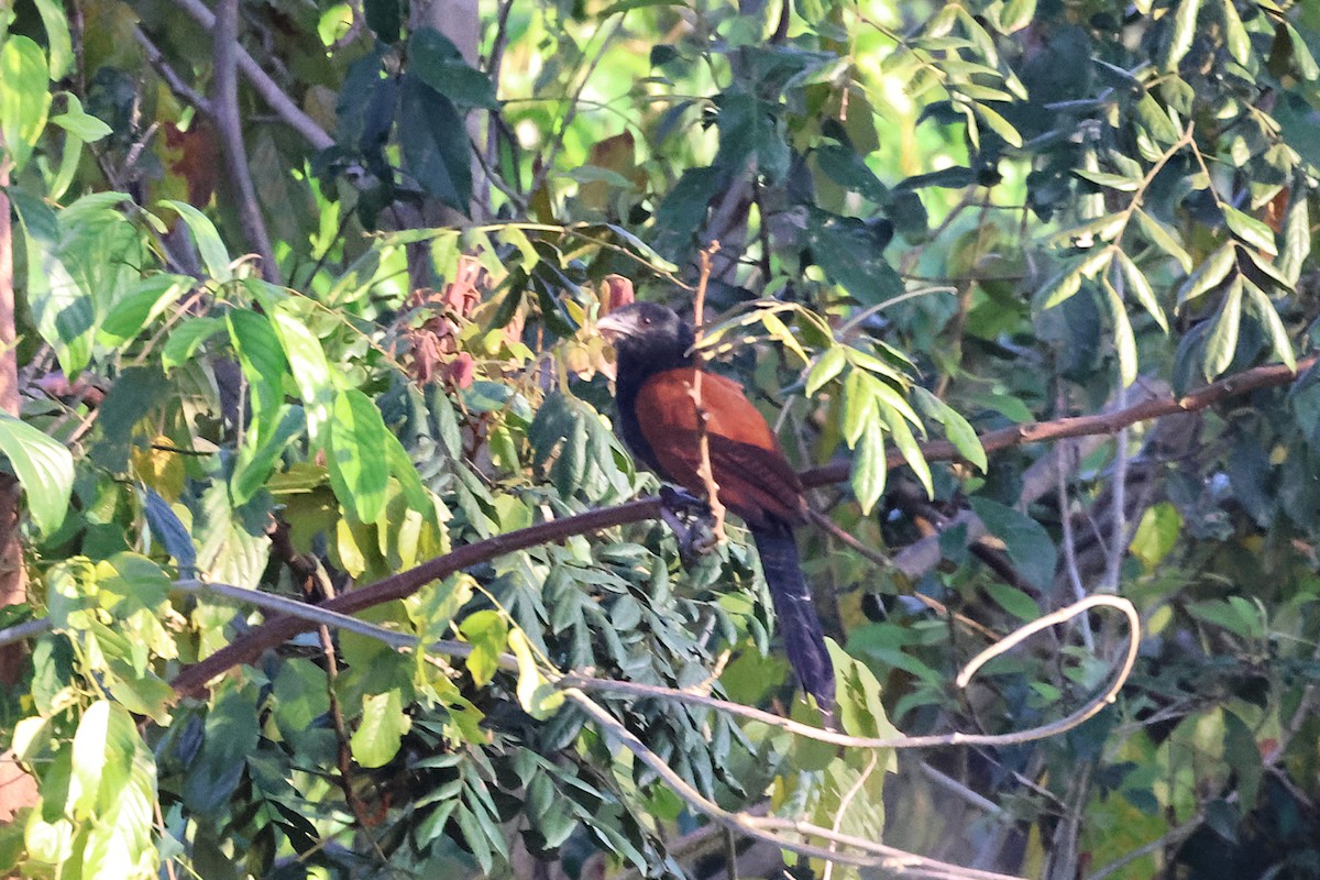 Коукал рудокрилий - ML645924317