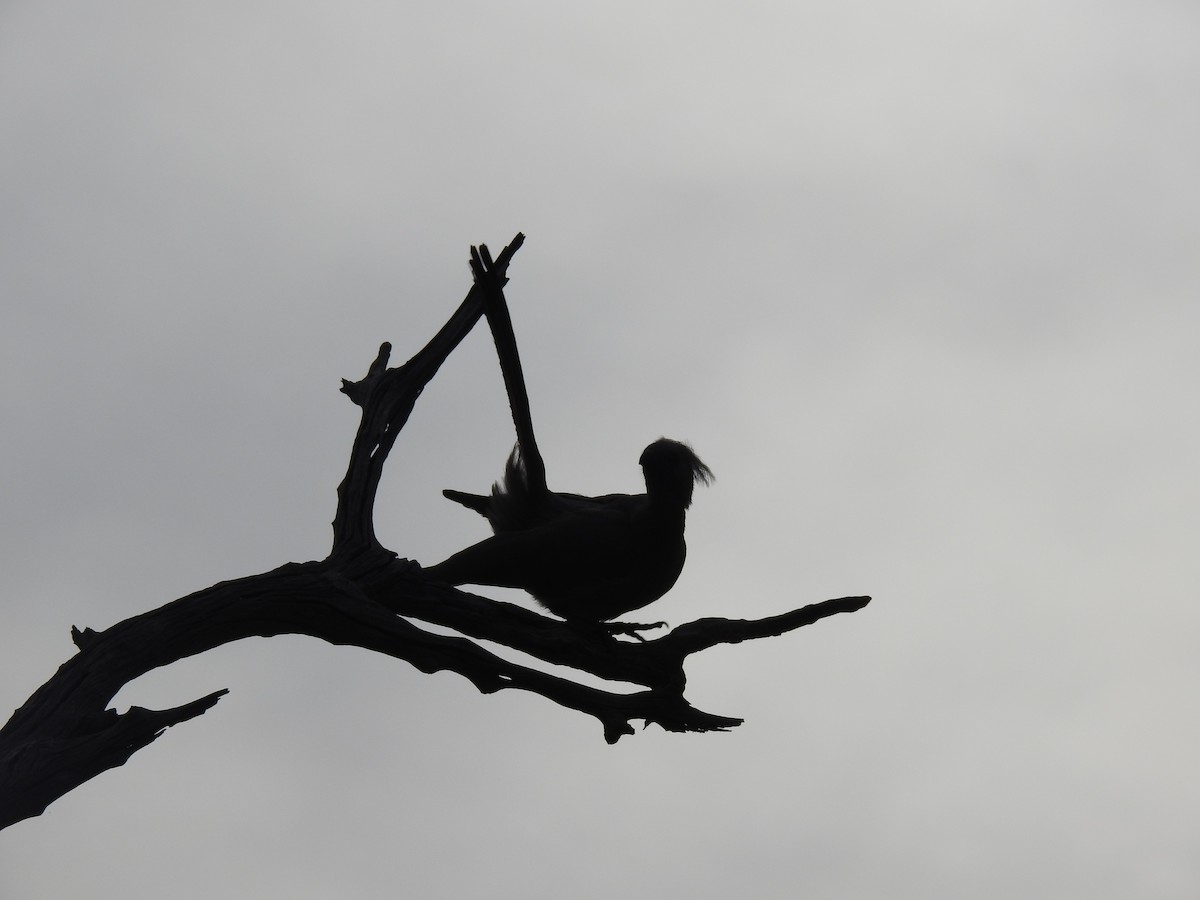 Галасник сірий - ML645924318