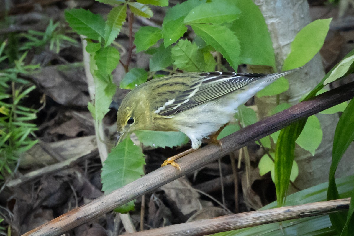 Пісняр-лісовик білощокий - ML645924319
