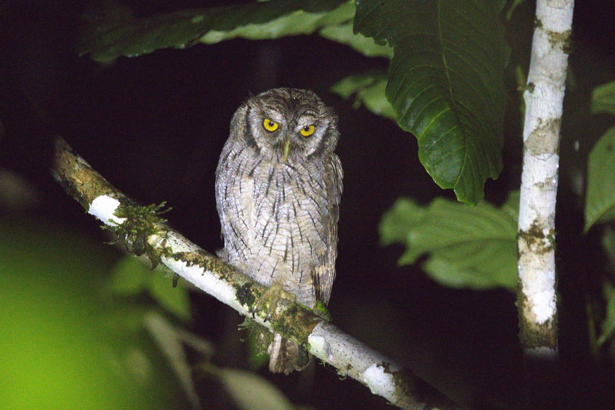 Сплюшка неотропічна - ML645924320