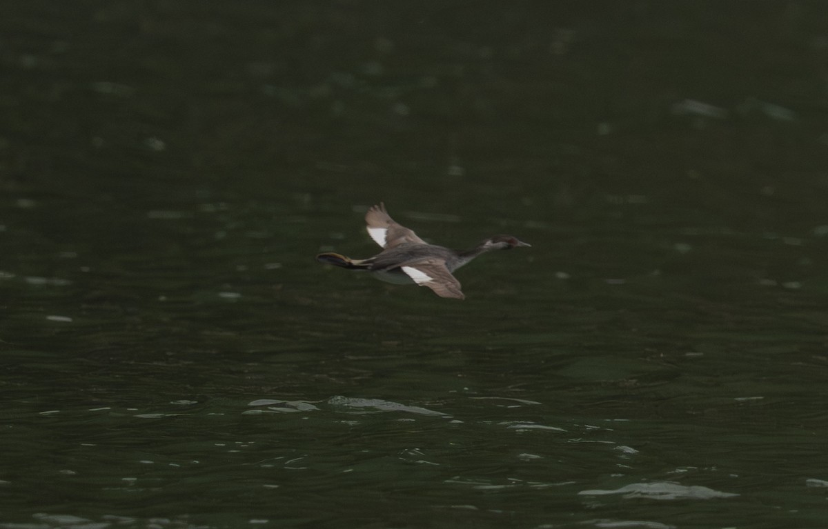 Крех великий - ML645924321