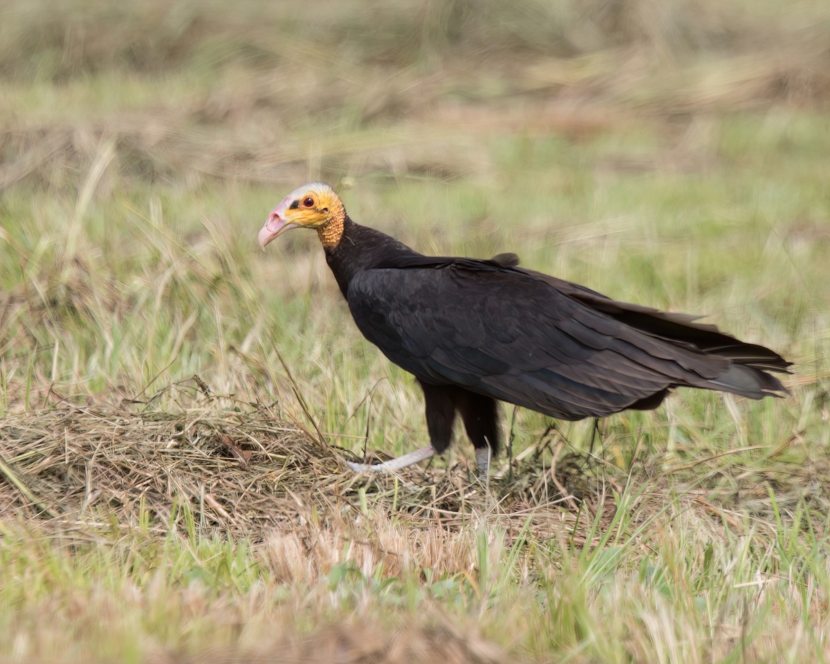 Катарта саванова - ML645924323