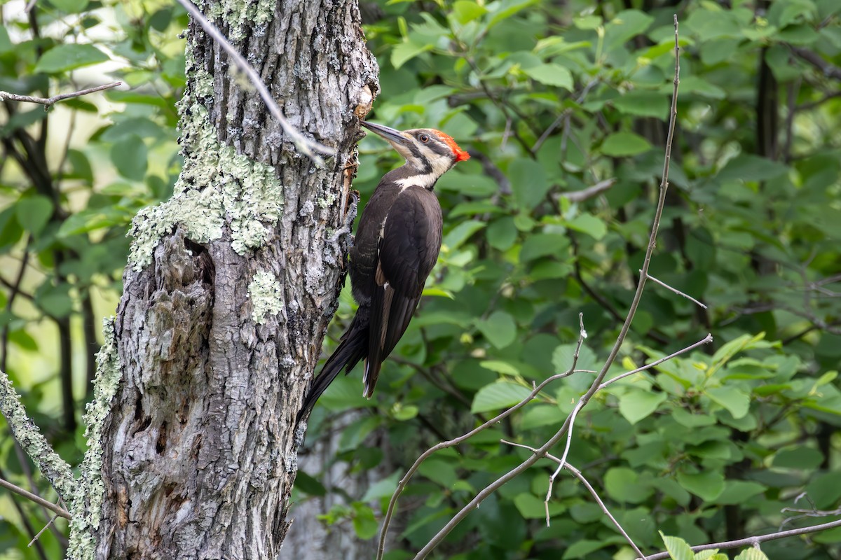 Жовна північна - ML645924324