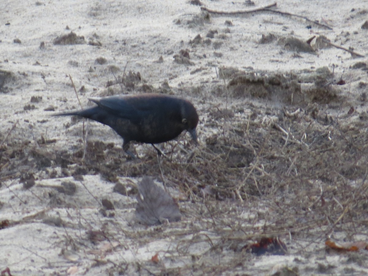 Трупіалець північний - ML645924327