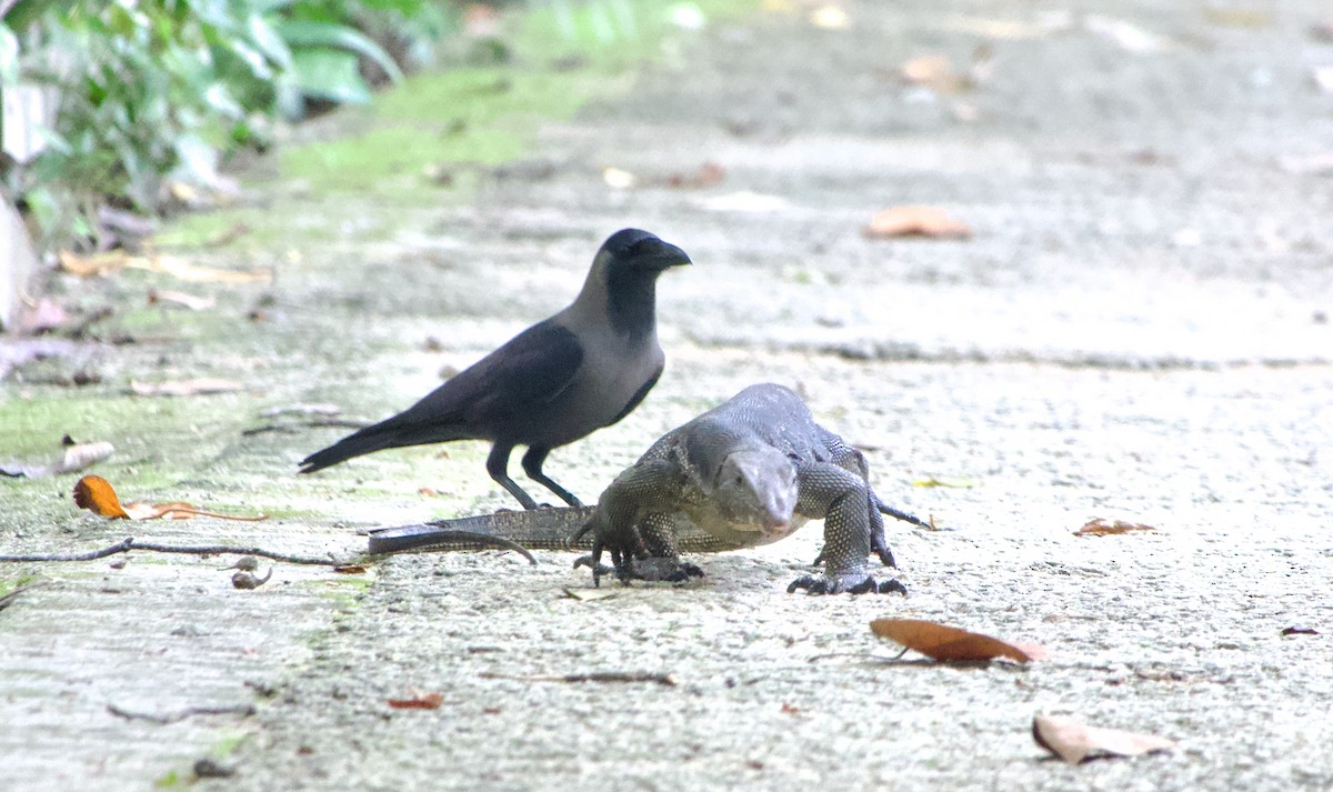 Ворона індійська - ML645924328