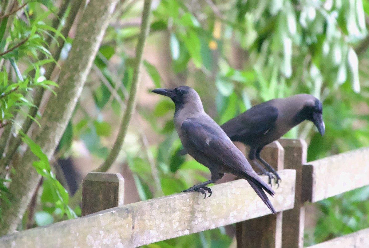 Ворона індійська - ML645924329