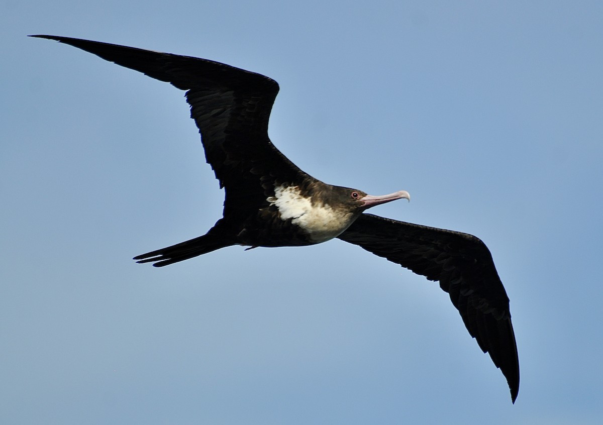 Фрегат тихоокеанський - ML645924330