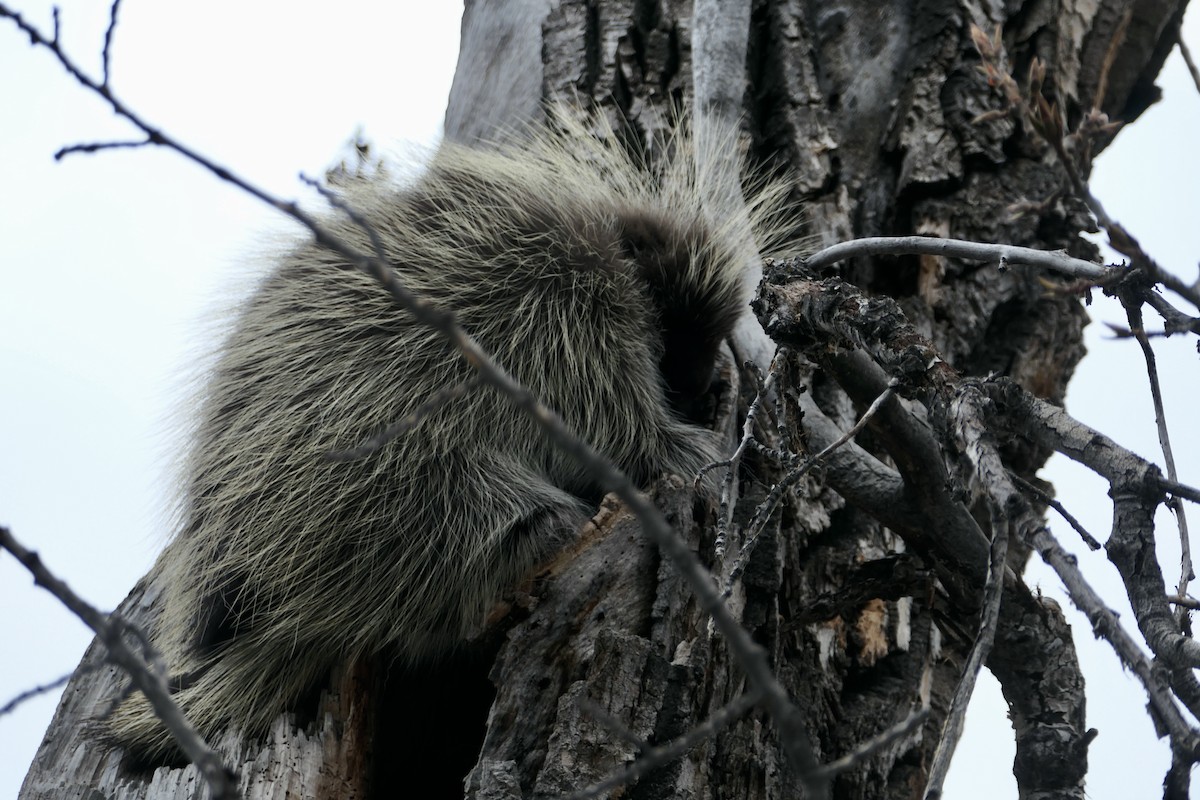 North American Porcupine - ML645924334