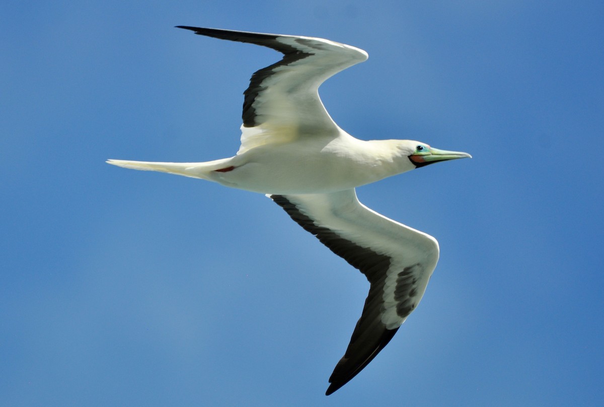 Сула червононога - ML645924341