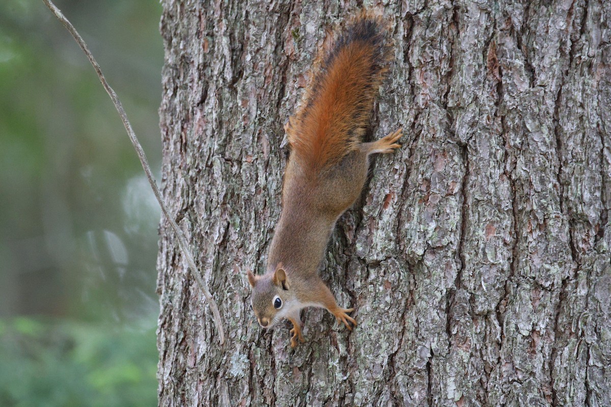 American Red Squirrel - ML645924342