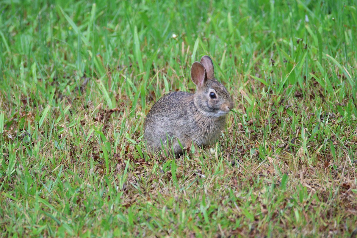 Hares and Rabbits - ML645924343