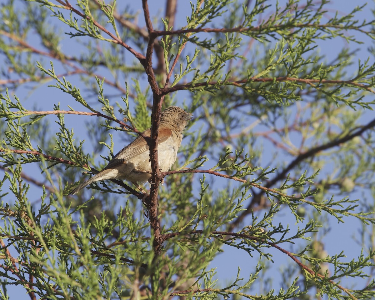 Горобець сіроголовий - ML645924344