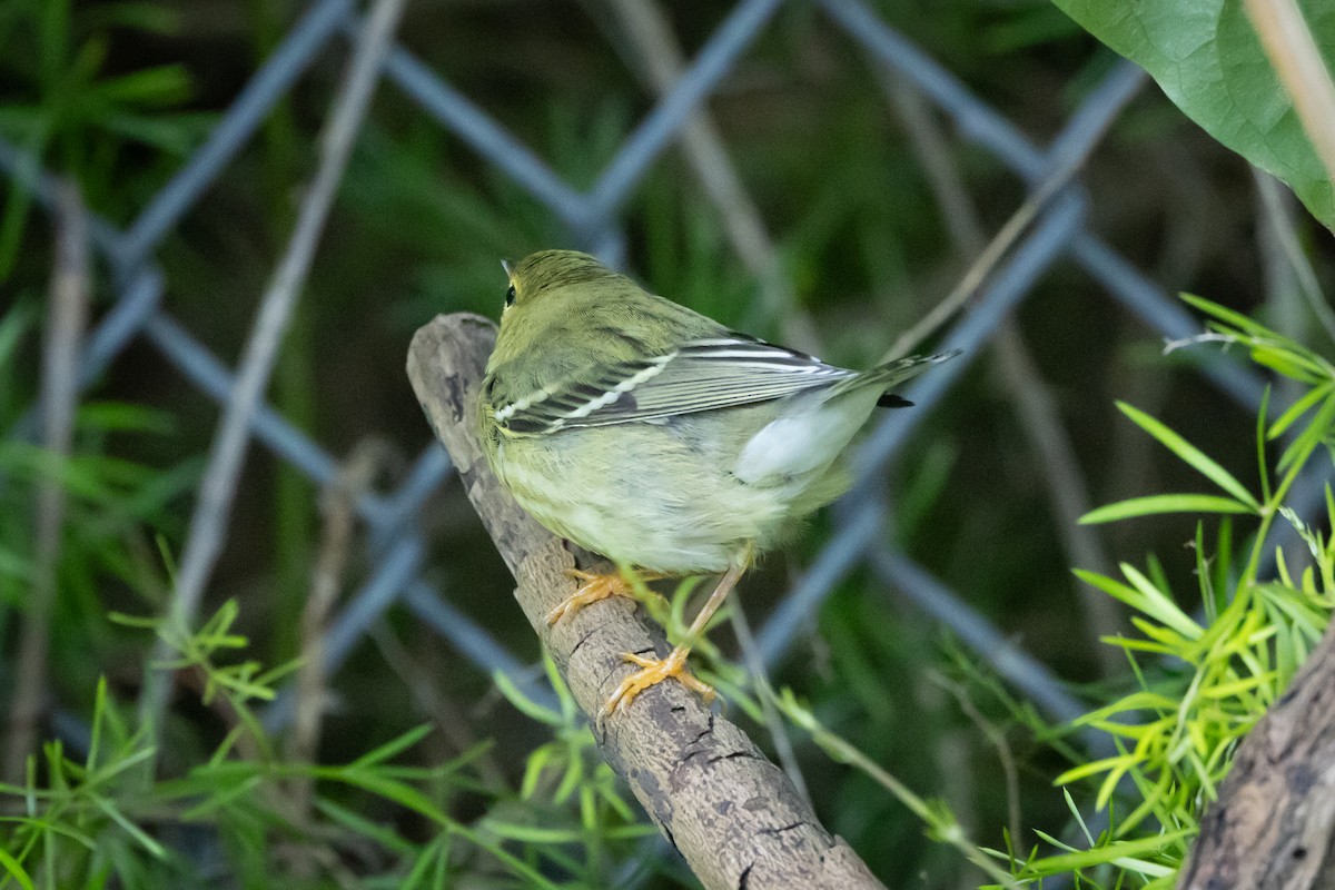 Пісняр-лісовик білощокий - ML645924345