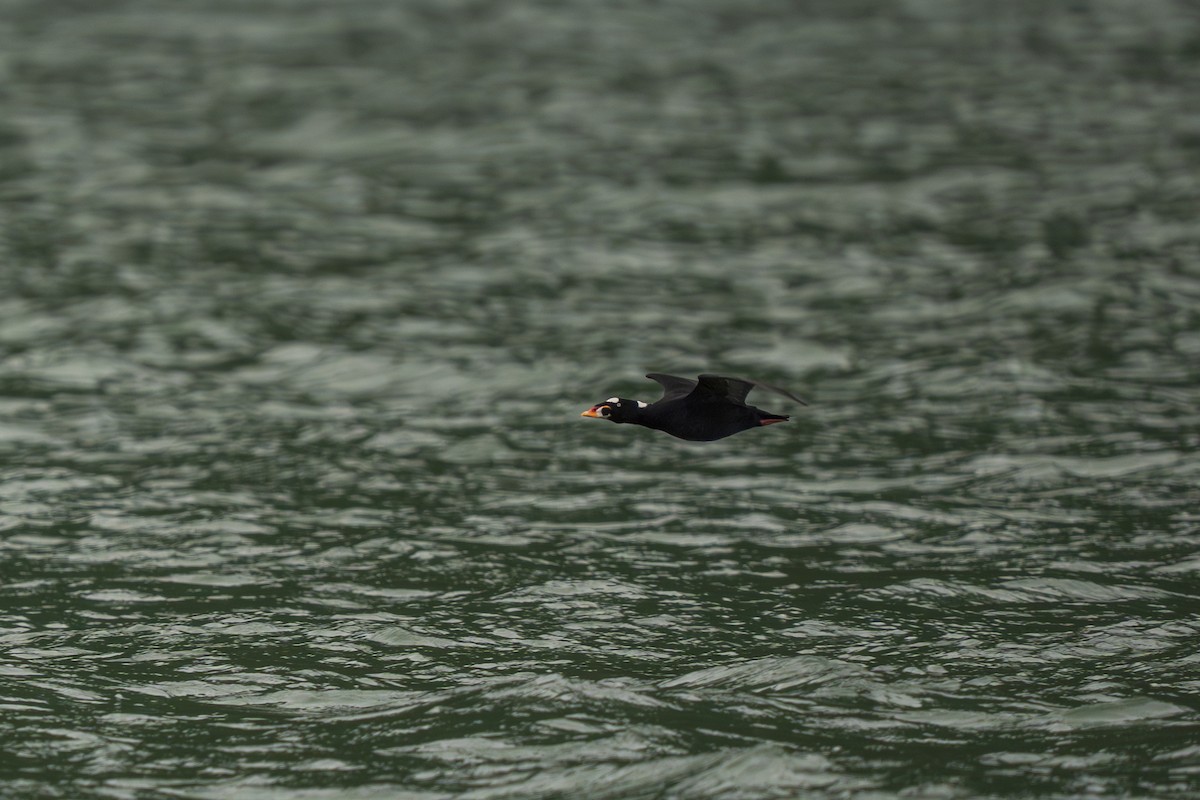 Турпан білолобий - ML645924346