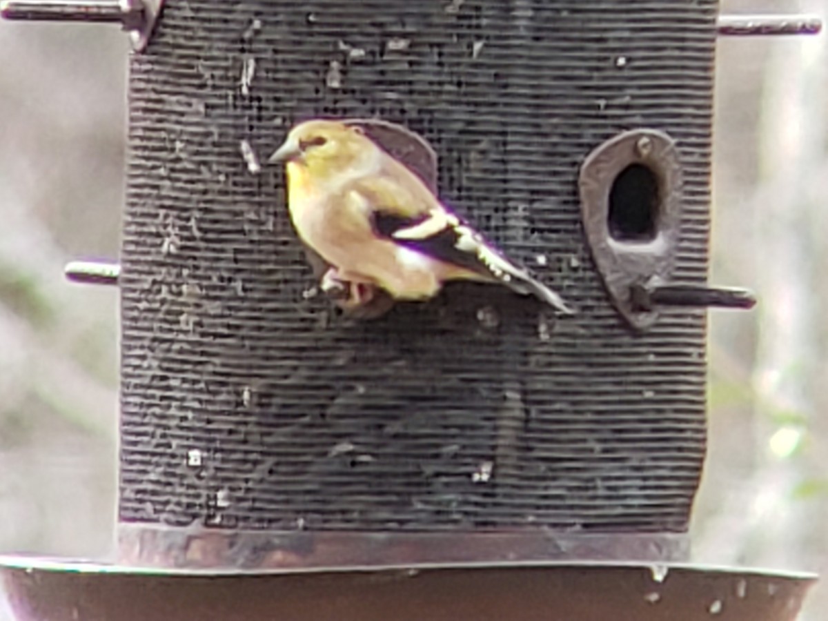 Чиж золотий - ML645924347